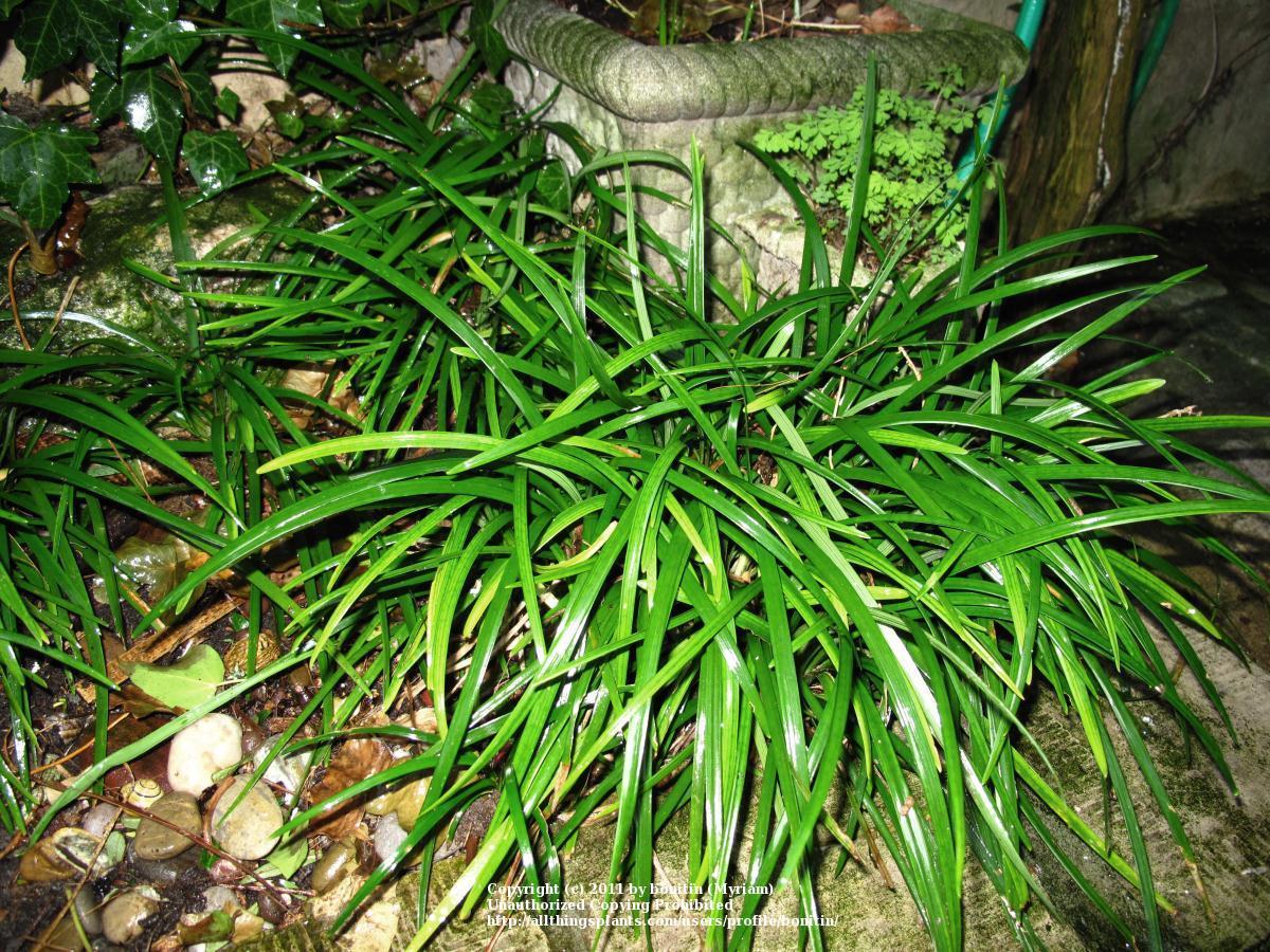Photo of Mondo Grass (Ophiopogon planiscapus) uploaded by bonitin