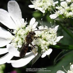 Location: my garden, Gent, Belgium
Date: 2009-06-13
with bee :-)