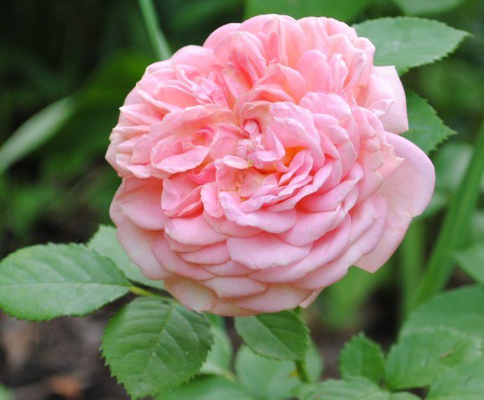 Photo of Rose (Rosa 'Alchymist') uploaded by chelle