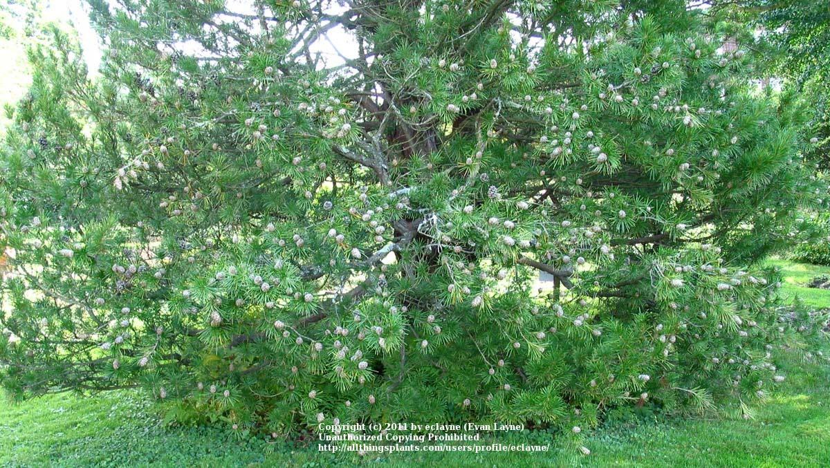 Photo of Japanese Umbrella Pine (Sciadopitys verticillata) uploaded by eclayne