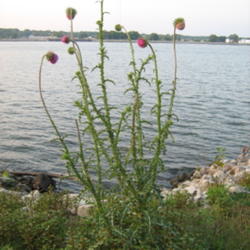Location: shoreline Mississippi river Moline, Illinois
Date: 2009-09-11