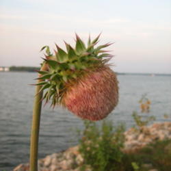 Location: shoreline Mississippi river Moline, Illinois
Date: 2009-09-11
post bloom starting to form seeds