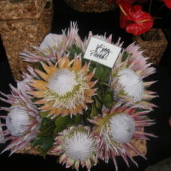 Location: Flower and patio show Indianapolis In.
Date: 2007-03-14
picked for florist display