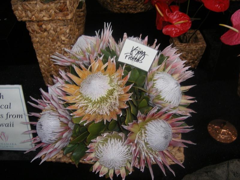 Photo of King Protea (Protea cynaroides) uploaded by gardengus