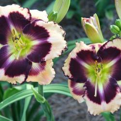 Location: Bell's Daylily Garden 2010 National
Date: 2010-05-28
Thomas Tew