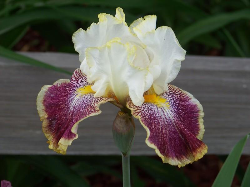 Photo of Tall Bearded Iris (Iris 'Carnival Ride') uploaded by mattsmom