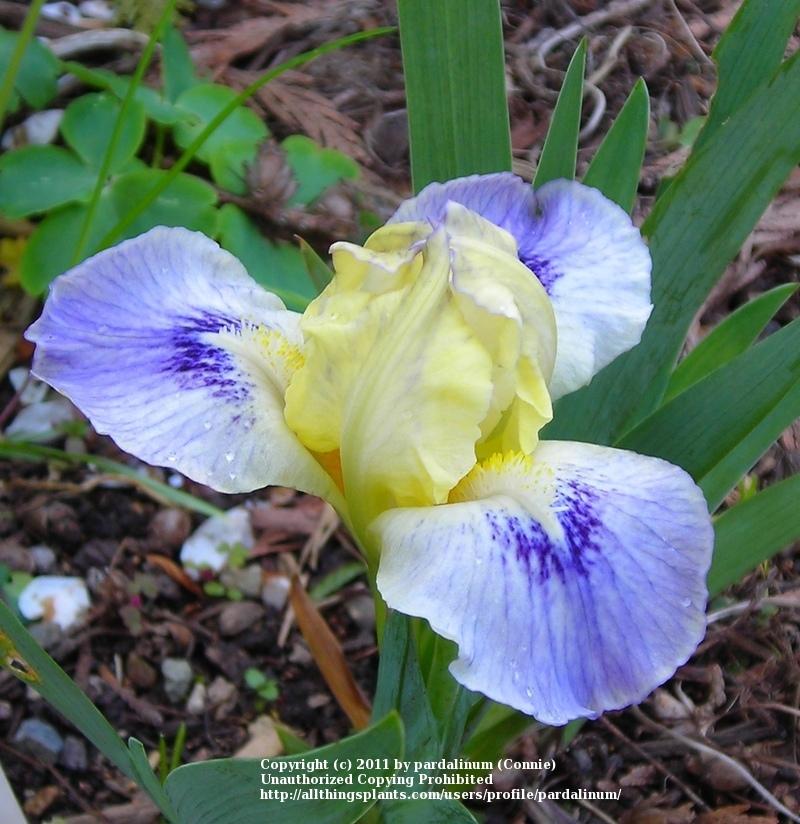 Photo of Standard Dwarf Bearded Iris (Iris 'Tahoma') uploaded by pardalinum