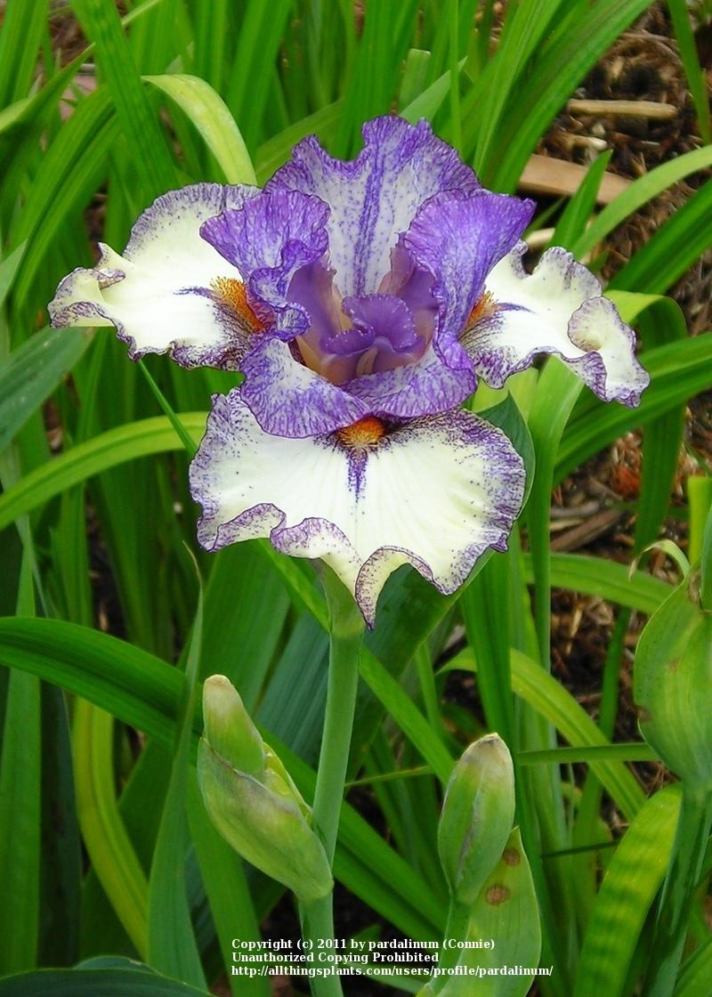 Photo of Tall Bearded Iris (Iris 'Contemporary Art') uploaded by pardalinum