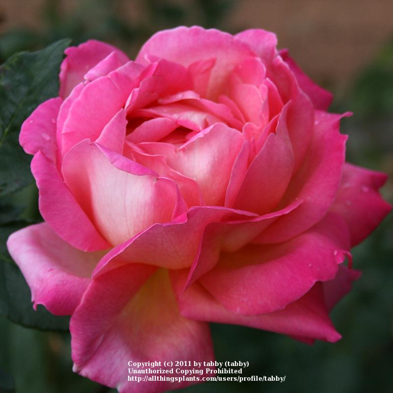 Photo of Rose (Rosa 'Chicago Peace') uploaded by tabby