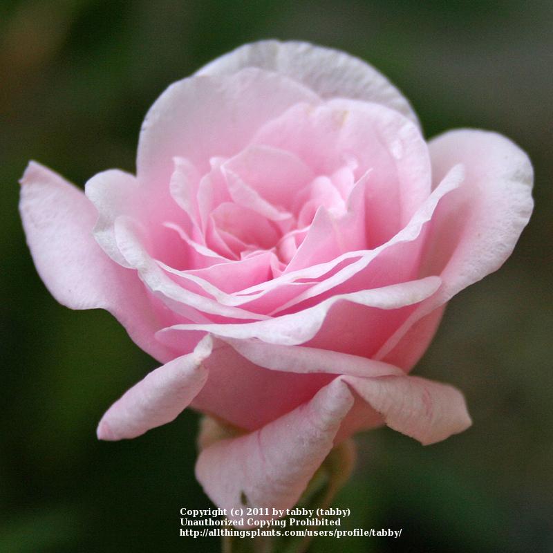 Photo of Polyantha Rose (Rosa 'Cecile Brunner') uploaded by tabby