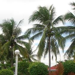 Location: Mactan Island - Cebu, Philippines
Date: 2011-08-23
Towering coconut trees with fruits