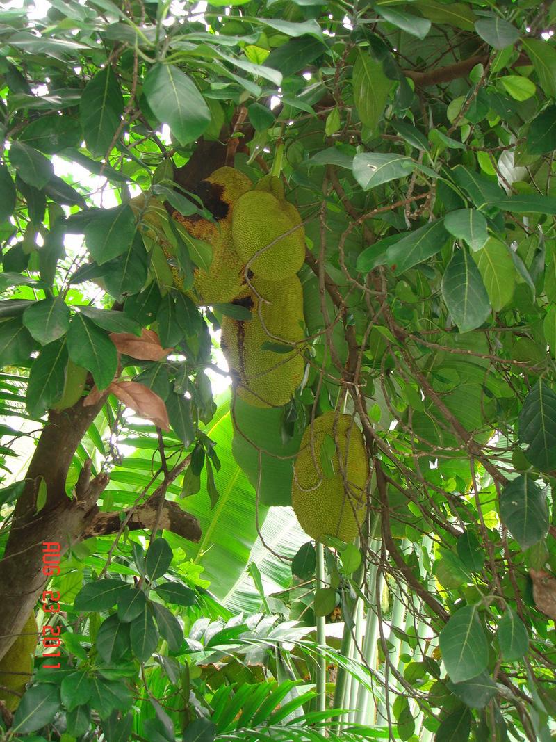Photo of Jackfruit (Artocarpus heterophyllus) uploaded by tarev