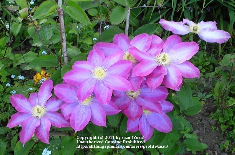 Photo of Clematis 'Pink Champagne' uploaded by zuzu