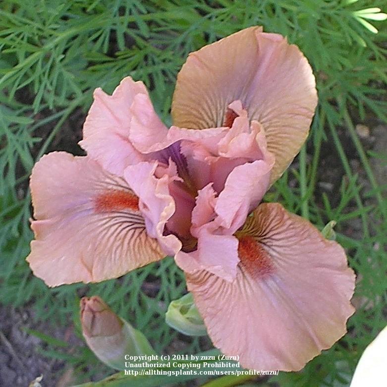 Photo of Intermediate Bearded Iris (Iris 'Let's Elope') uploaded by zuzu