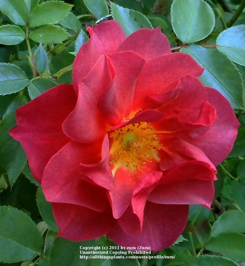 Photo of Floribunda Rose (Rosa 'Cinco de Mayo') uploaded by zuzu