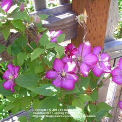 Location: In my Northern California garden
Date: 2009-05-10