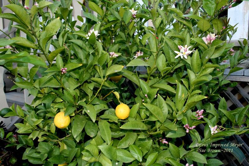 Photo of Meyer Lemon (Citrus x limon 'Improved Meyer') uploaded by Calif_Sue