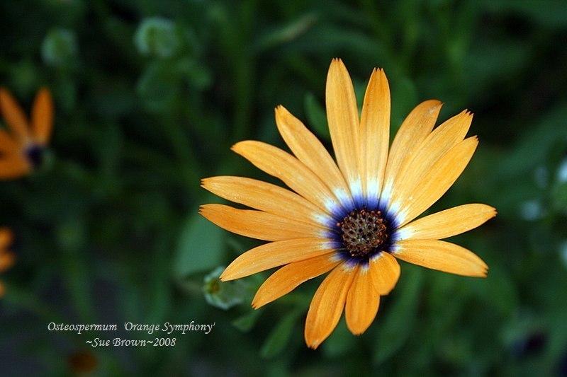 Photo of African Daisy (Osteospermum Symphony™ Orange Symphony) uploaded by Calif_Sue