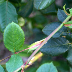 
Date: 2011-10-19
Darker older leaves with lighter newer ones.