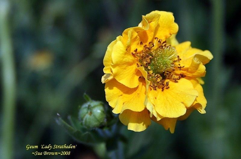 Photo of Geum 'Lady Stratheden' uploaded by Calif_Sue