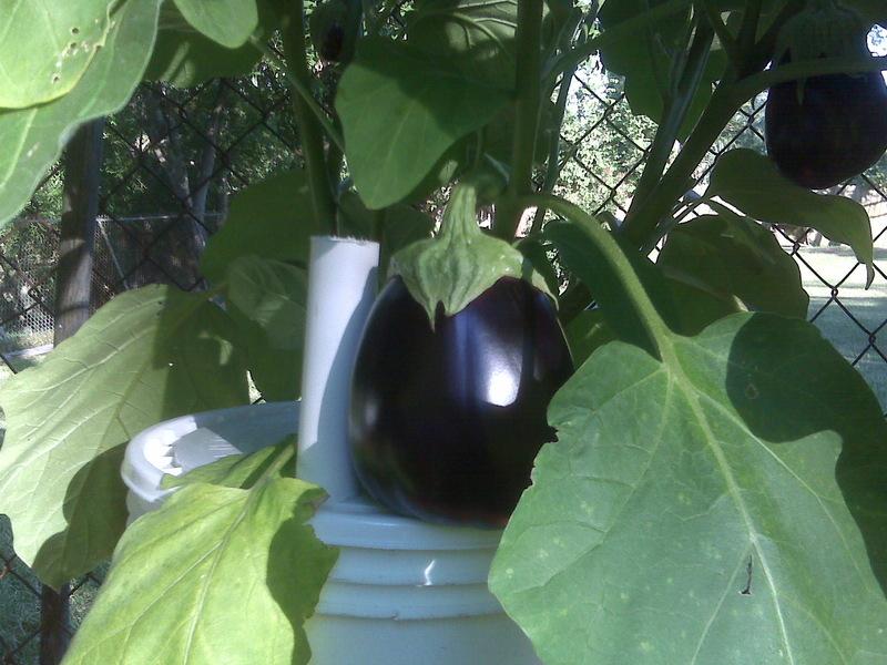 Photo of Eggplant (Solanum melongena 'Black Beauty') uploaded by Gymgirl
