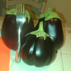 Location: Houston, Texas
Date: 2009-06-26
Black Beauty Eggplant \"American Gothic\"