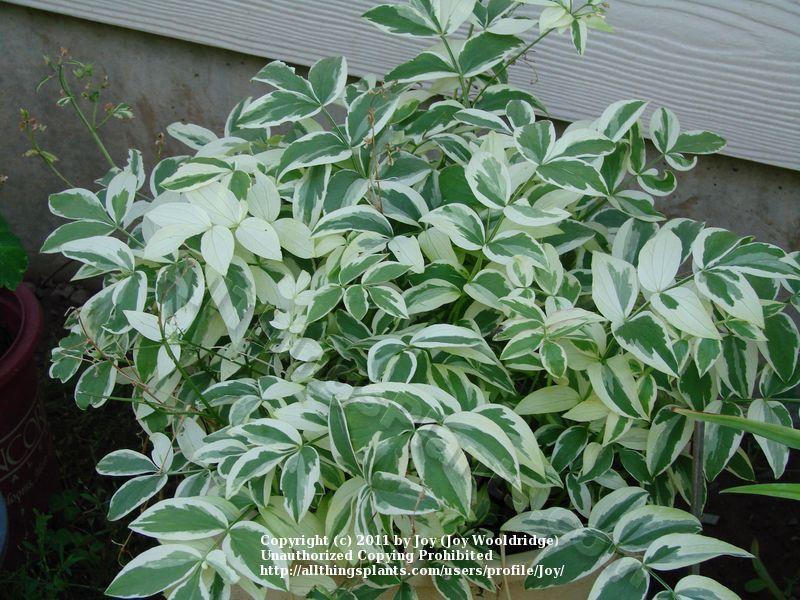 Photo of Variegated Jacob's Ladder (Polemonium reptans 'Stairway to Heaven') uploaded by Joy