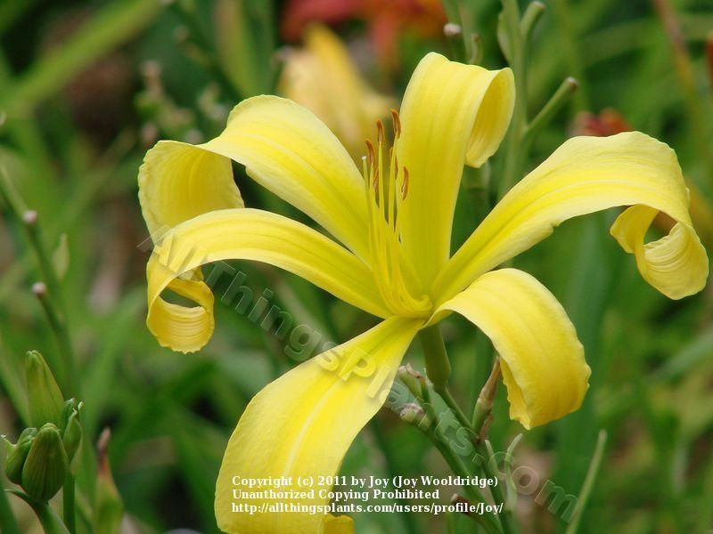Photo of Daylily (Hemerocallis 'Lemonfellow') uploaded by Joy
