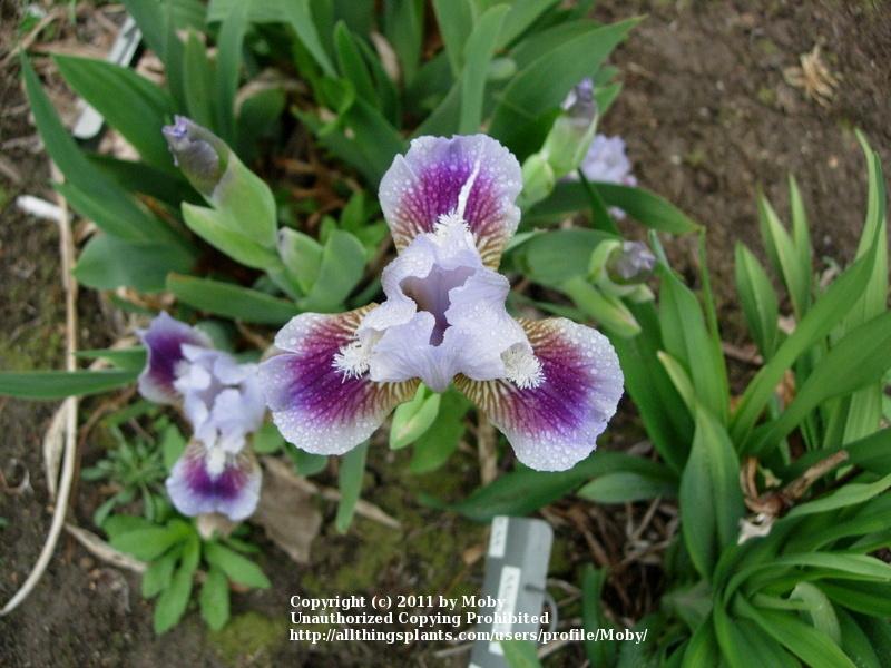 Photo of Standard Dwarf Bearded Iris (Iris 'My Kayla') uploaded by Moby