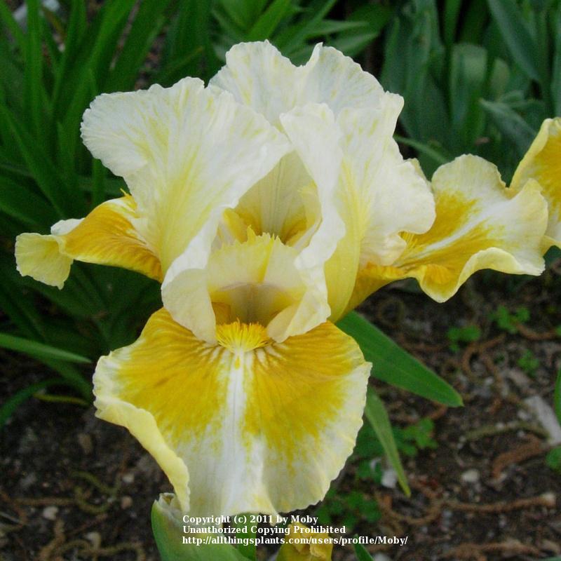 Photo of Intermediate Bearded Iris (Iris 'Tessie the Tease') uploaded by Moby