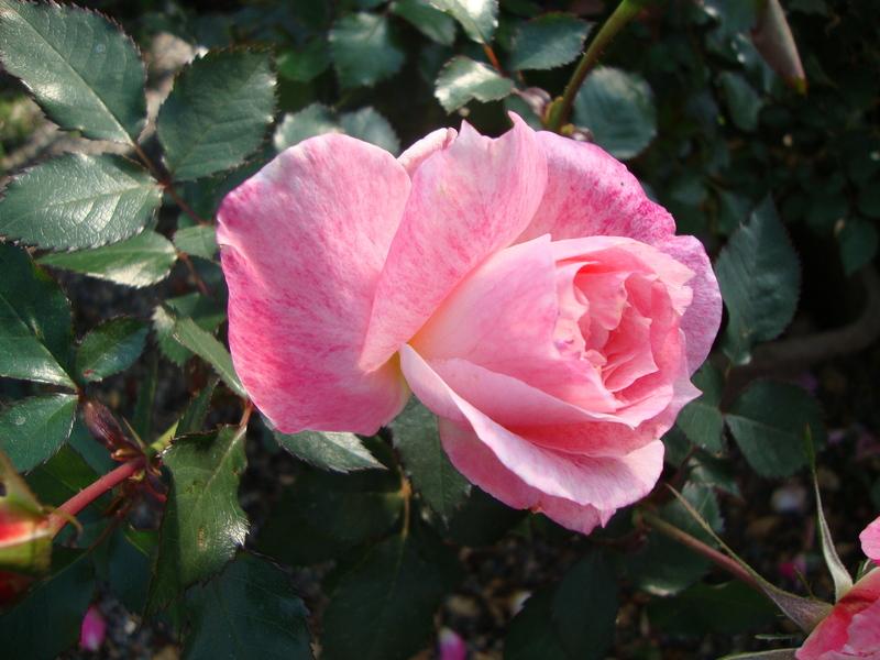 Photo of Rose (Rosa 'Lovestruck') uploaded by Paul2032