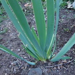 Location: Pleasant Grove, Utah
Date: 2011-10-18
Iris rhizome with increase growing..
