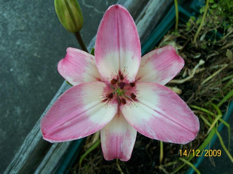 Photo of Lily (Lilium 'Vermeer') uploaded by gwhizz
