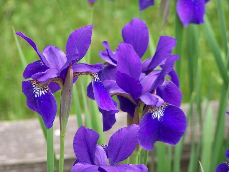Photo of Siberian Iris (Iris 'Caesar's Brother') uploaded by mattsmom