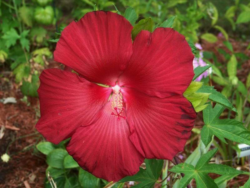 Photo of Hybrid Hardy Hibiscus (Hibiscus 'Lord Baltimore') uploaded by mattsmom