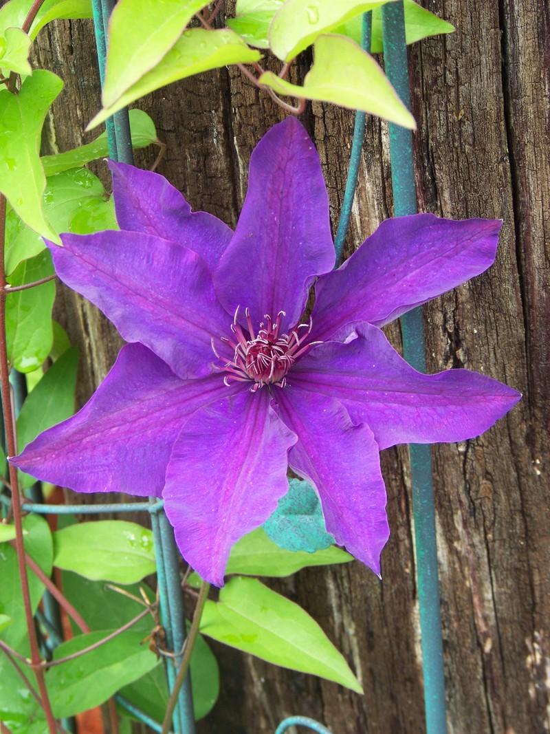 Photo of Clematis 'The President' uploaded by mattsmom