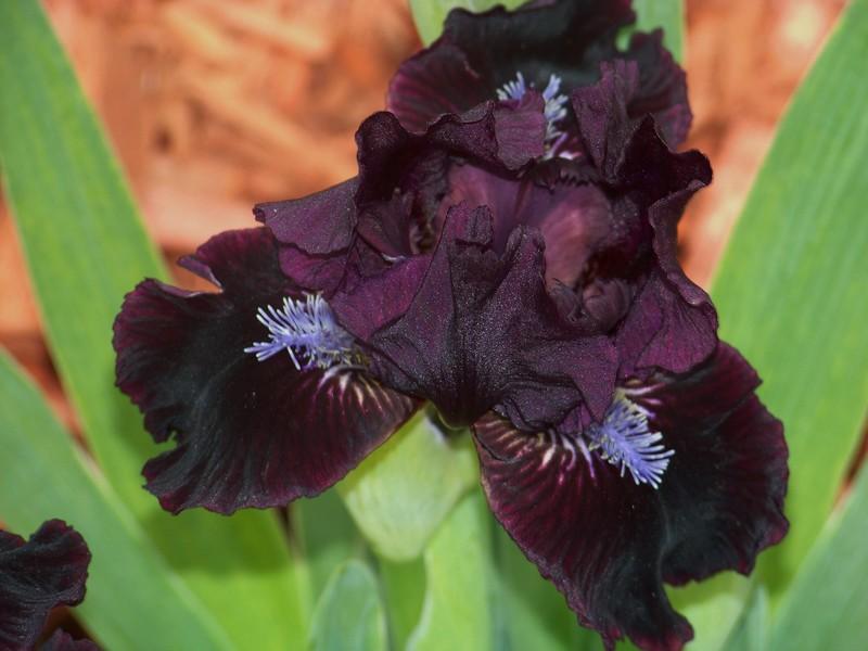 Photo of Standard Dwarf Bearded Iris (Iris 'Hussy') uploaded by mattsmom