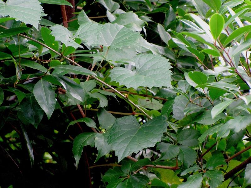 Photo of Muscadine (Vitis rotundifolia) uploaded by plantladylin