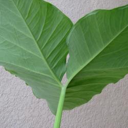 Location: Daytona Beach, Florida
Date: October 19, 2011
View of reverse side of leaf, petiole attaches directly to base o