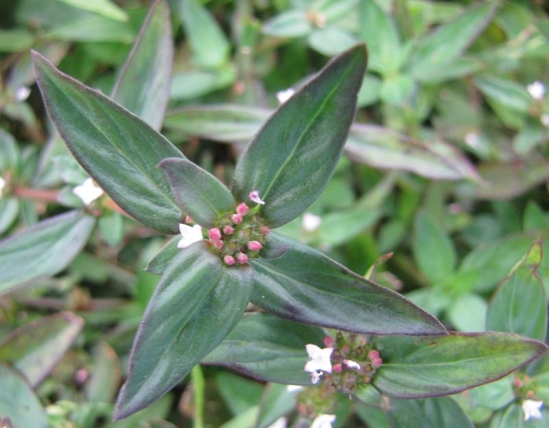 Photo of Florida False Buttonweed (Spermacoce keyensis) uploaded by plantladylin