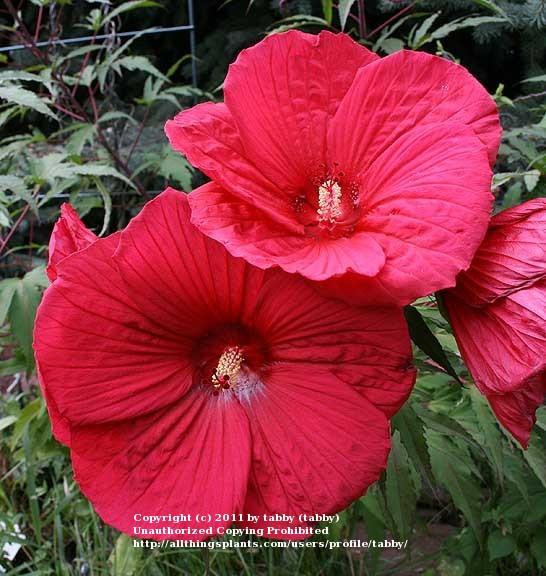 Photo of Hybrid Hardy Hibiscus (Hibiscus 'Fireball') uploaded by tabby