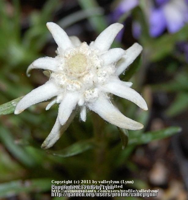 Photo of Edelweiss (Leontopodium 'Mt. Everest') uploaded by valleylynn