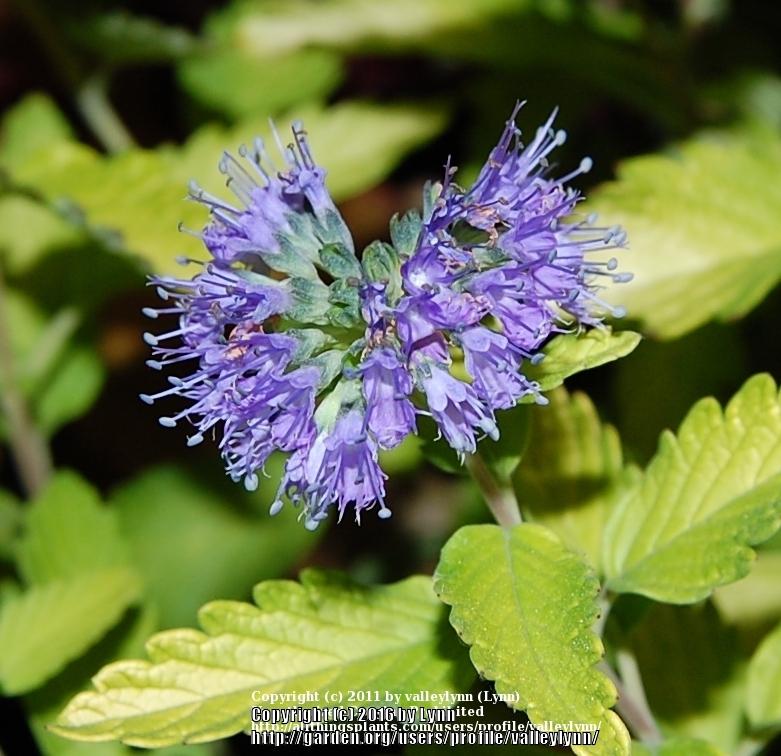 Photo of Bluebeard (Caryopteris x clandonensis Hint of Gold™) uploaded by valleylynn