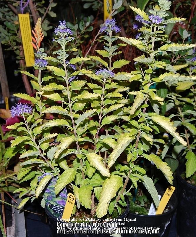 Photo of Bluebeard (Caryopteris x clandonensis Hint of Gold™) uploaded by valleylynn