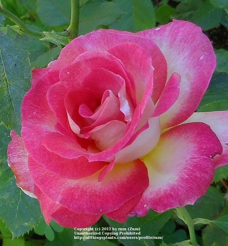 Photo of Rose (Rosa 'Donna Darlin'') uploaded by zuzu