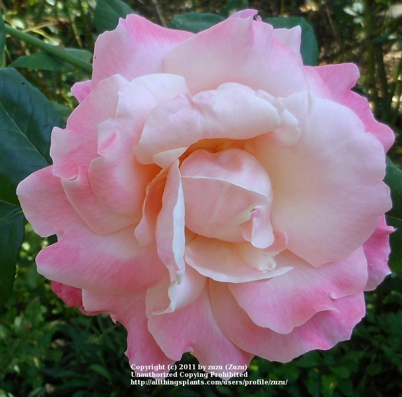Photo of Rose (Rosa 'Color Magic') uploaded by zuzu