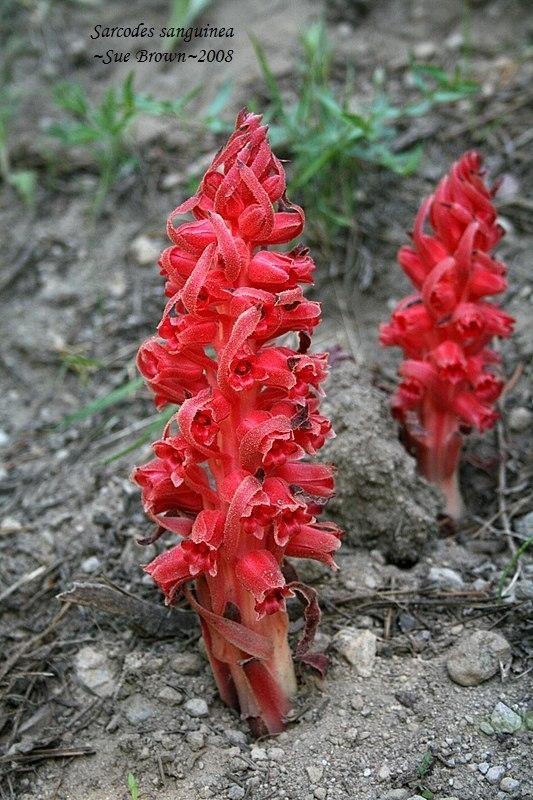 Photo of Snow Plant (Sarcodes sanguinea) uploaded by Calif_Sue