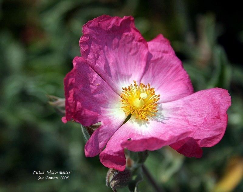 Photo of Rock Rose (Cistus 'Victor Reiter') uploaded by Calif_Sue