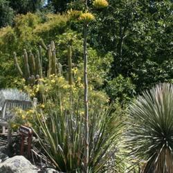 Location: UC Berkeley Botanical Gardens
Date: 2008-07-24