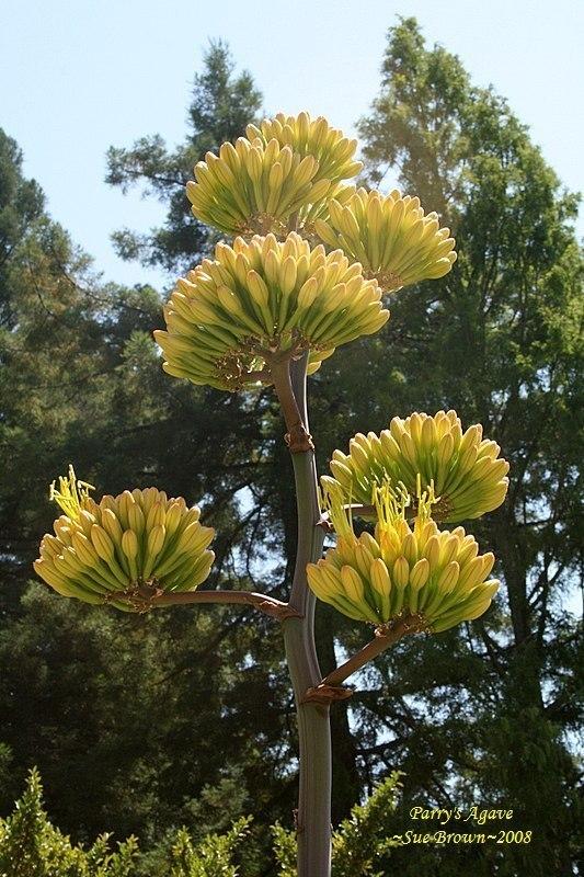 Photo of Parry's Agave (Agave parryi) uploaded by Calif_Sue